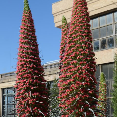 Very tall, and wide spikes made up of small red flowers and long thin tentacle like leaves 