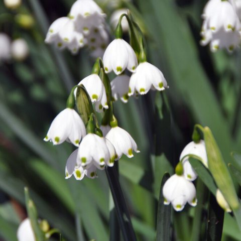 Small, downward facing white flowers with tiny green dots at the ends of the petals