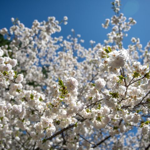 Small, rounded, white cherry blossoms with tiny yellow centers.