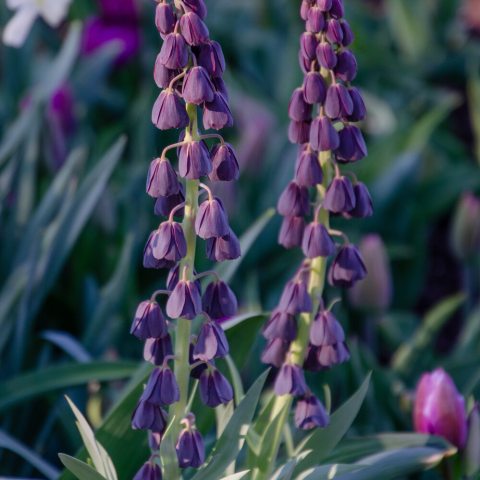 Long, cone shaped flower clusters with bell-shaped, dark purple flowers.