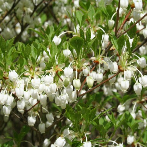Small, white, bell-shaped flowers hang down below small, green leaves
