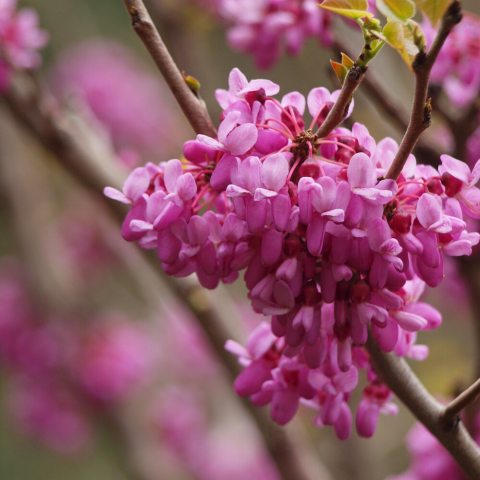 Small pink flower clusters with small, oblong-shaped petals