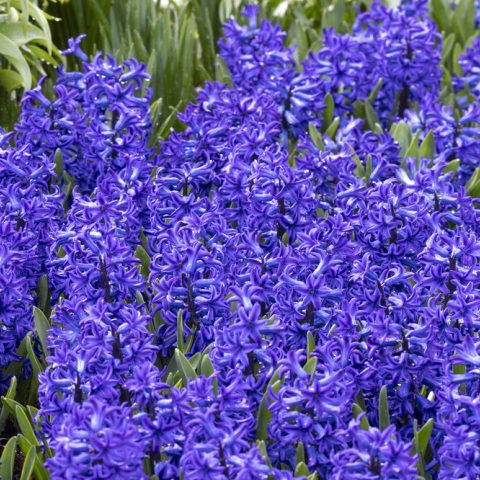 A garden bed filled with dome-shaped flower clusters with blue flowers shaped like stars.