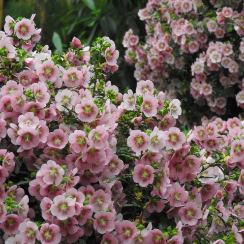 Shrub with numerous, small pink flowers en mass
