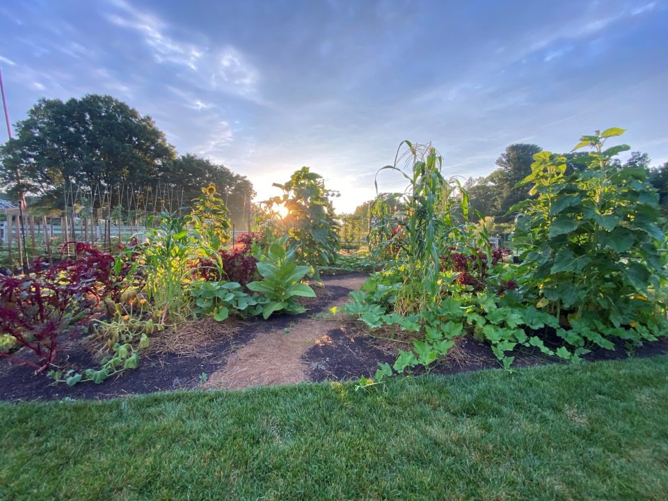 vegetable garden filled with corn, squash, and other plants at sunset