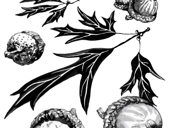 black and white illustration of southern red oak leaves and acorns