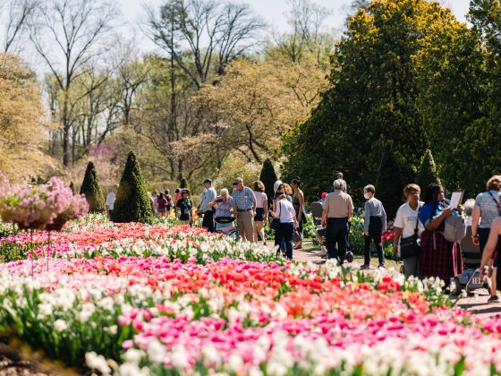 People walking in a line down a garden path bursting wtih tulips in spring.