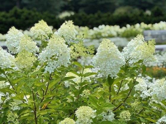 Large, cone-shaped flower clusters that transition from an elegant celadon lime green to creamy white, then pink, and finally burgundy as they mature.