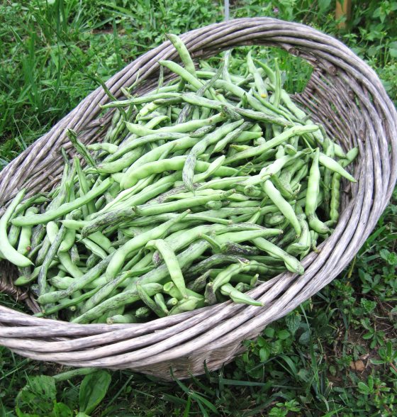 green beans in a basket 