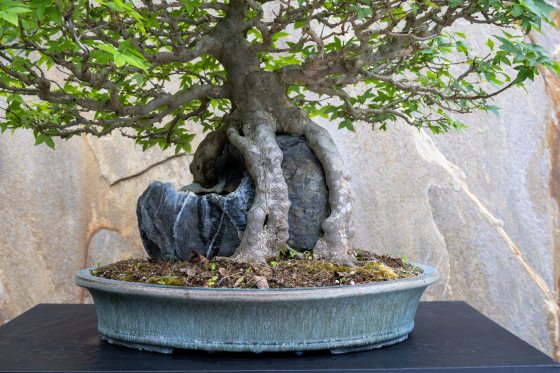 image of a bonsai tree in a blue pot and gray rock in its roots