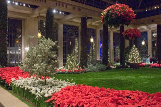 A green lawn, beds of red poinsettias and white narcissus, and large hanging baskets of poinsettias inside a grand glasshouse