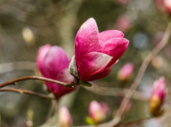 Close up of a pink flowering Magnolia_soulangeana