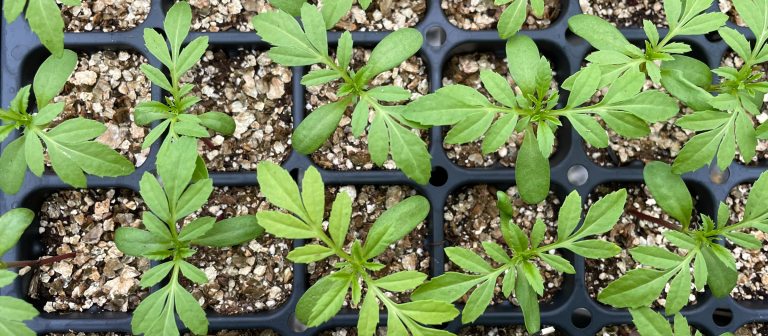 A tray filled with soil and green seedlings 