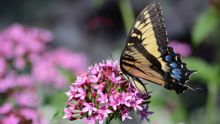 Closeup of yellow and black swallowtail butterfly perched on umbel of small pink star-shaped flowers.