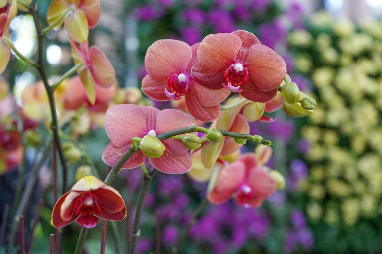 A close up of a peach colored orchid with a blurry background of yellow and purple plants.
