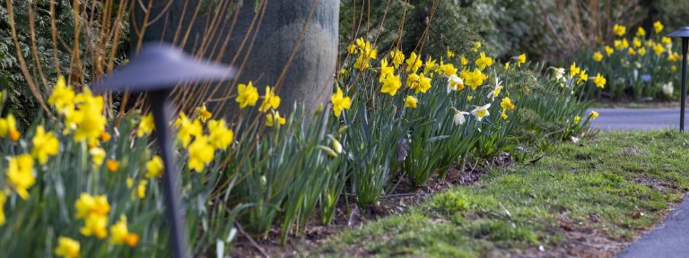 A long diagonal shot of bright yellow daffodils bordering a narrow strip of lawn and a paved driveway, with a large urn and garden light at left front.