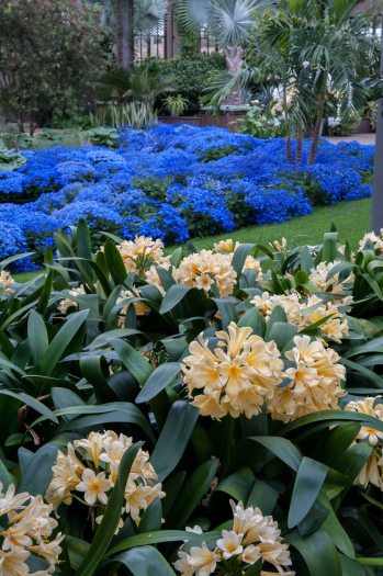 Pale yellow clivia bloom bloom in the foreground with deep blue flowers in a garden bed in the background