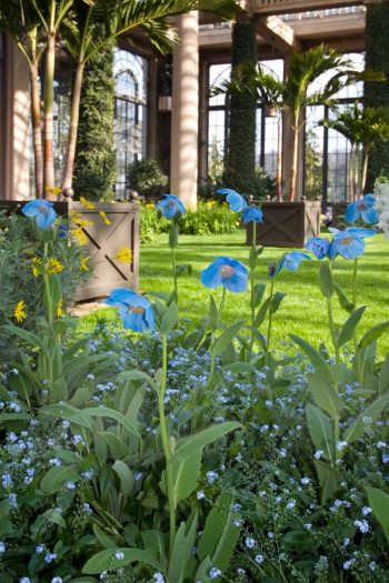 Blue poppies bloom in a garden bed in a conservatory