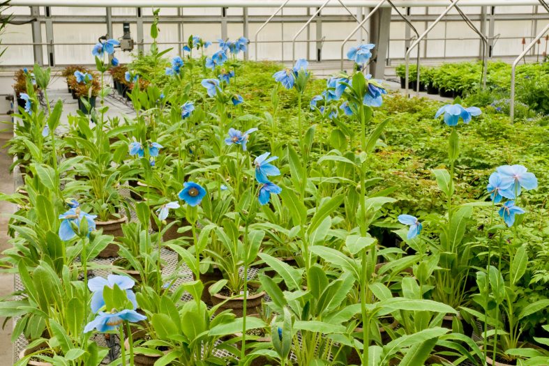 Blue poppies pop up among a sea of green leafs in a growing greenhouse