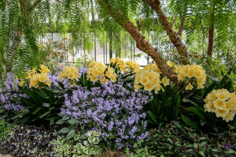 Bright yellow clivia bloom in a garden bed alongside purple plants and green trees