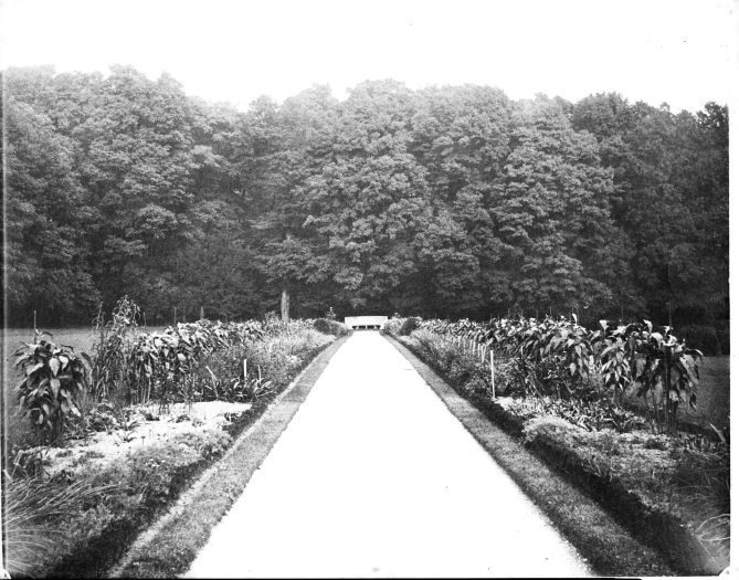 Historic black and white image of a path leading away with garden beds on either side
