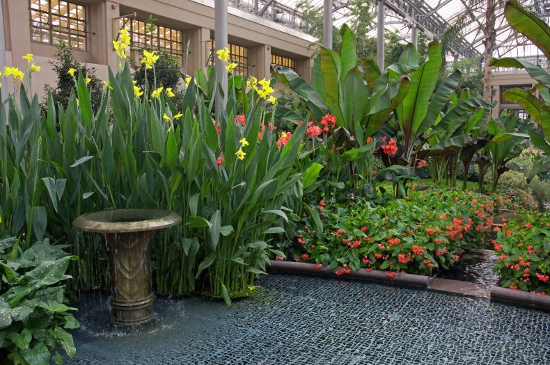 Tall yellow cannas sit in pots in an oval basin of water by other pink flowers