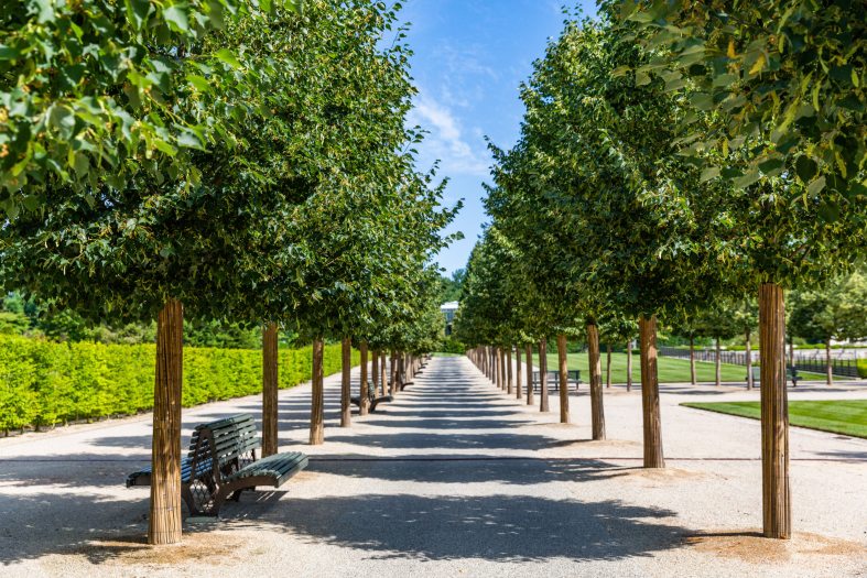 An allee of green trees with skinny brown trunks perfectly line a long walkway