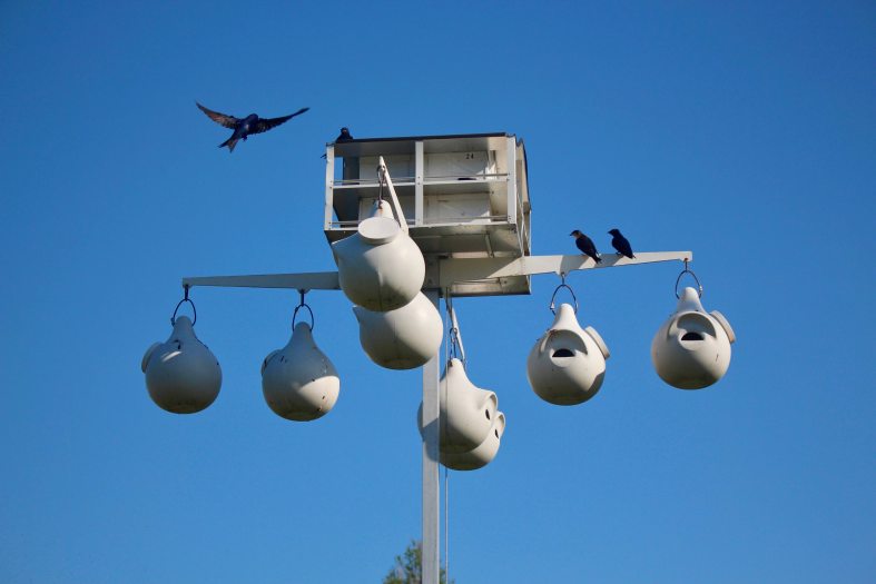 A bird flies above a white birdhouse with two other birds against a blue sky