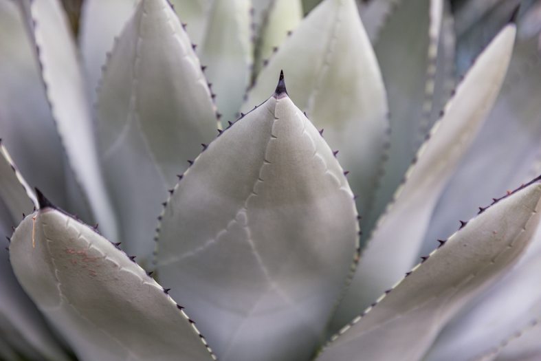 Close-up of the grey-white leaves of an agave parryi plant in the Silver Garden