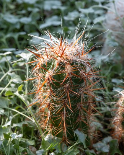 Close-up of a prickly brown and green cactus in the Silver Garden