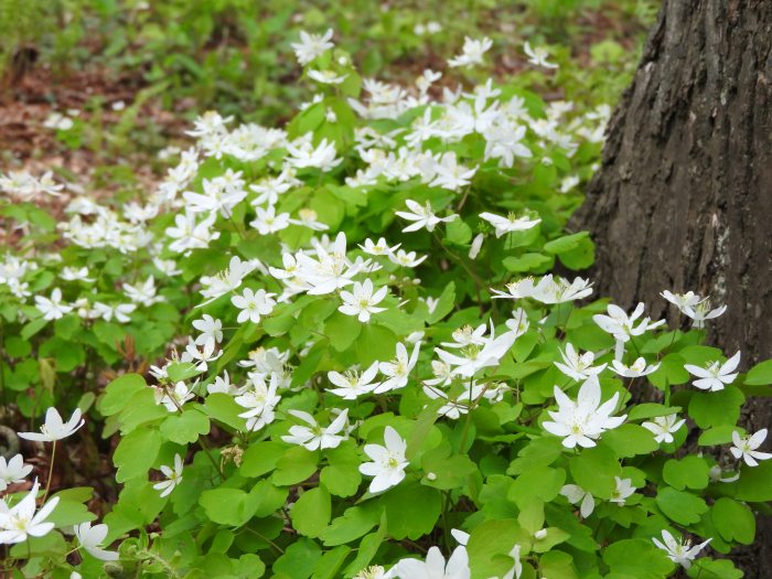 Small white flowers surrounded by green leaves cover the ground under a tree