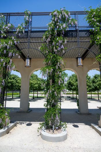 a tall vine covered in pendulous purple flowers grows up an arching trellis