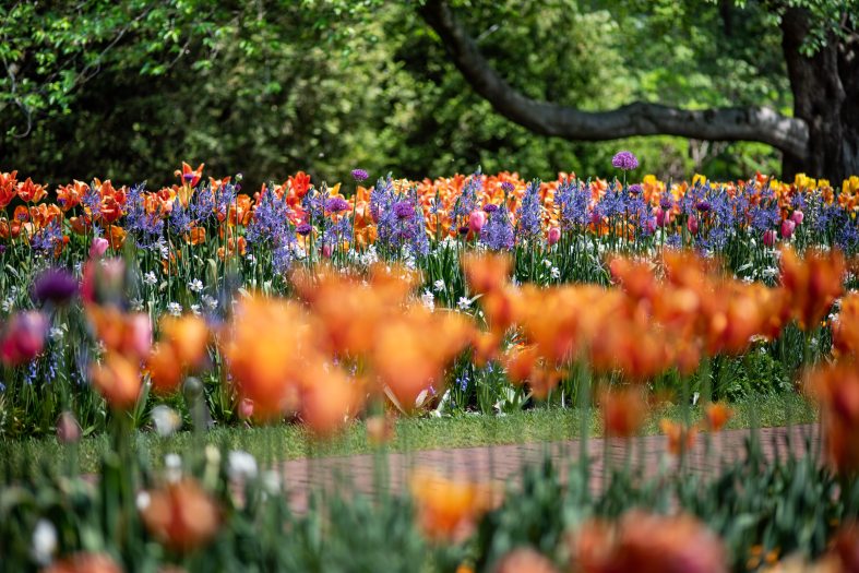 a flower border filled with orange tulips and purple ornamental onions