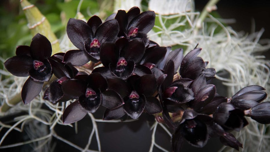 a cluster of blooms of a black orchid