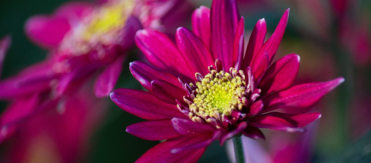 A pink chrysanthemum with a yellow center