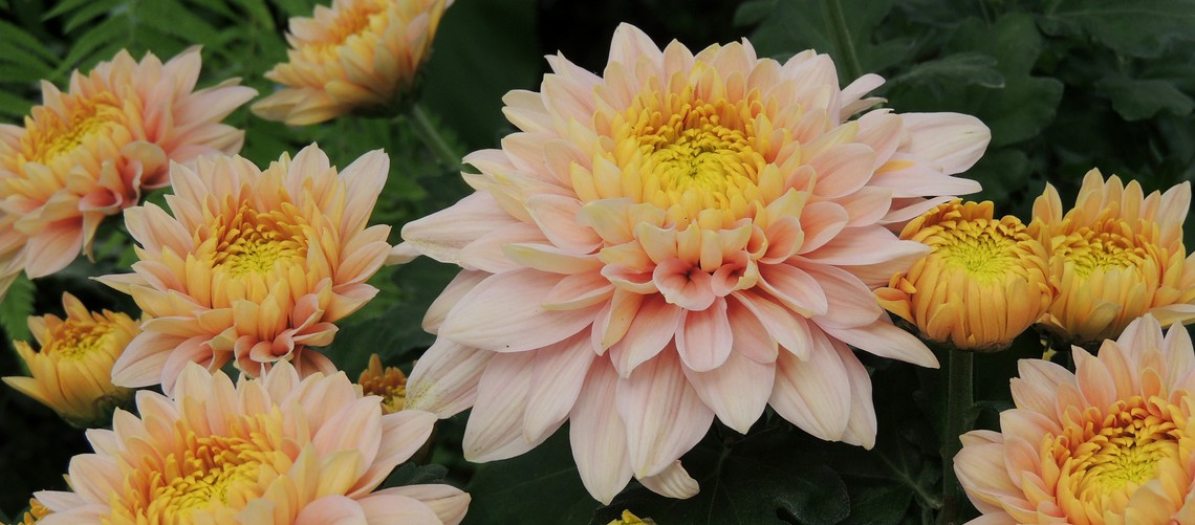 A yellow and light pink chrysanthemum