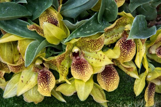 yellow orchid blooms with brown spots are surrounded by green leaves