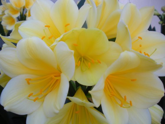 close up of a bunch of bright yellow clivia flowers