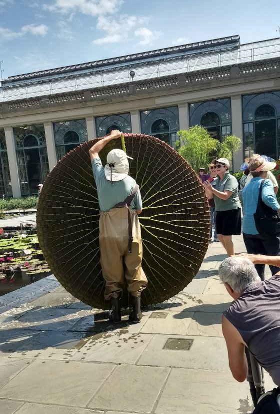 A person holding up a human-sized water lily