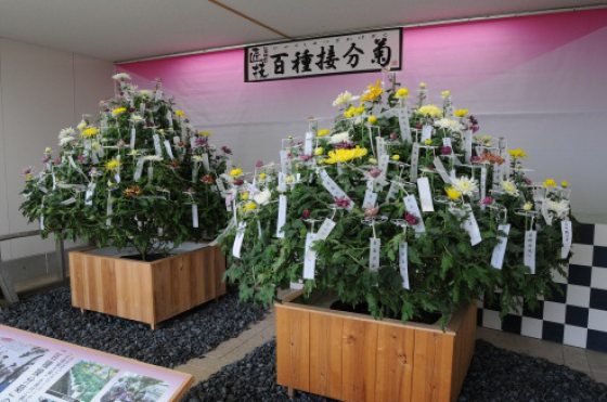  100 cultivar grafted mum on display 