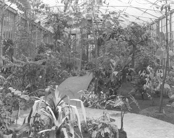 A black and white photo shows a walkway through gardens of tall beds in the historical Silver Gardens