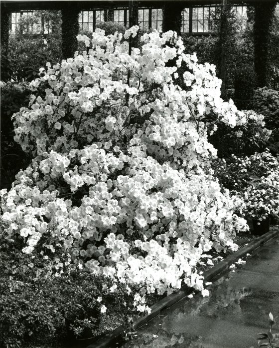 black and white image from April 1959 shows Rhododendron ‘Pierre du Pont’