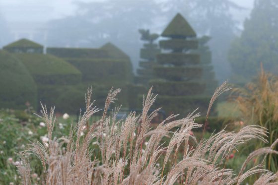 foggy image of topiary garden