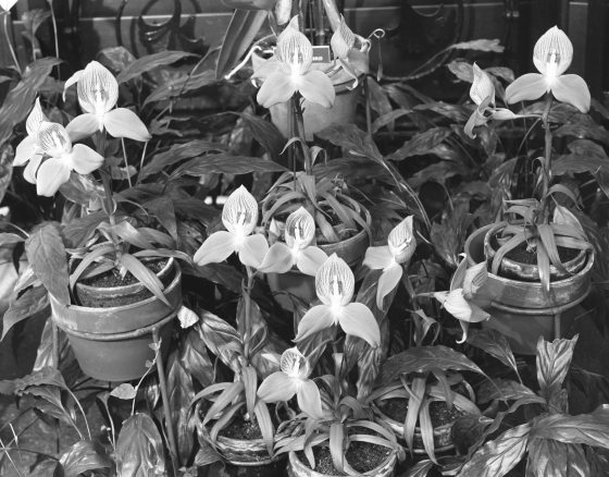black and white image of orchids in pots