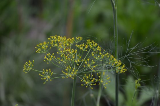 close up image of yellow flowering dill 