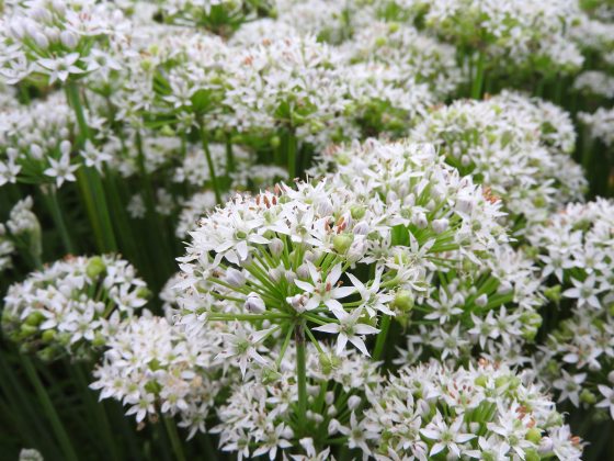 green stems with small white flowers at the ends, garlic chives