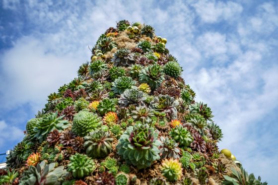 a view looking up at a tree form made of succulents