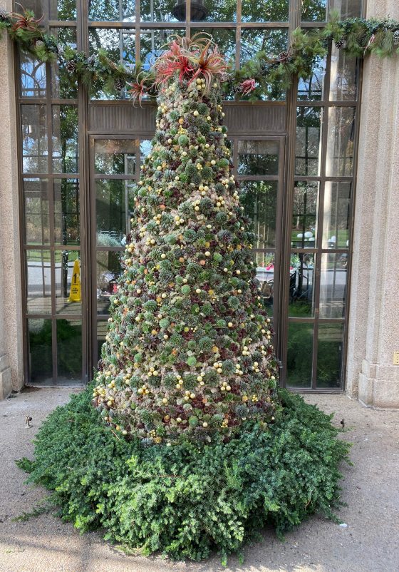 a christmas tree form made out of succulents