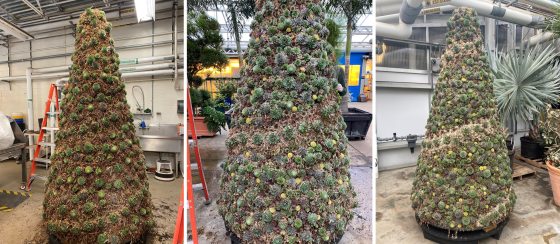 three trees pictured progressing from little to many succulents on the tree form