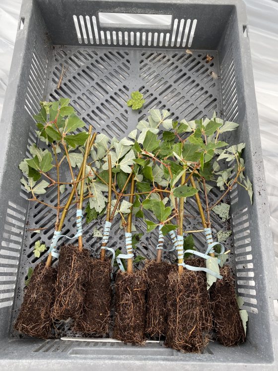 Eight newly grafted paperback maple trees in a gray bin